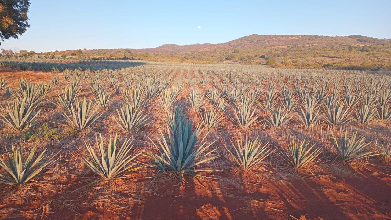 Campo de agave azul en Mexico